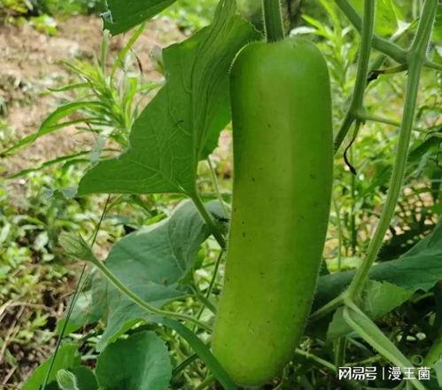 大家最近吃的瓜,明星们的甜蜜与苦涩