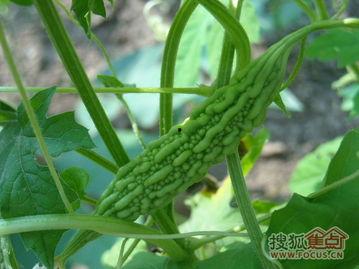 吃瓜园,揭秘娱乐圈背后的那些事儿